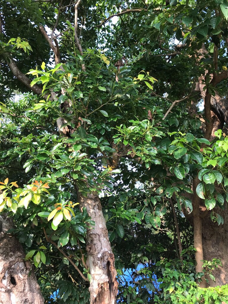 沖縄でのクワガタの木の見極め方 クワガタが捕れる木の種類 Miyablog ミヤブログ
