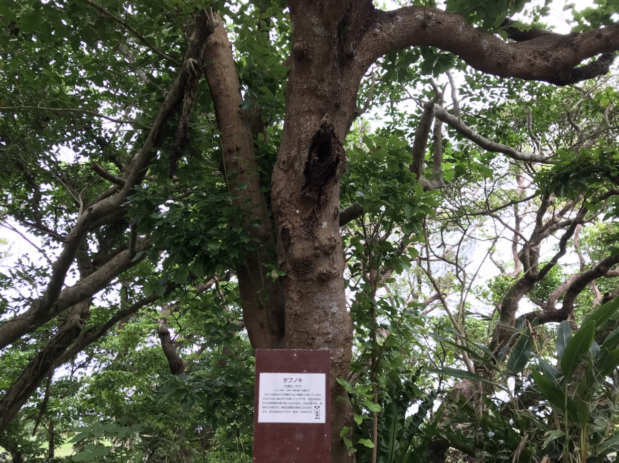 沖縄でのクワガタの木の見極め方 クワガタが捕れる木の種類 Miyablog ミヤブログ